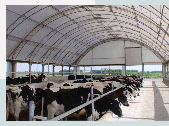 Тентовые коровники в мирном